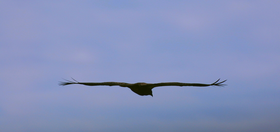 Juvvenile Bald Eagle